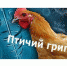 Птичий грипп - Красногвардейский район