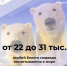 #аВыЗнали, что по оценкам учёных, в мире насчитывается от 22 до 31 тыс. особей белого медведя?. - Красногвардейский район