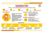 О мерах профилактики бешенства.
